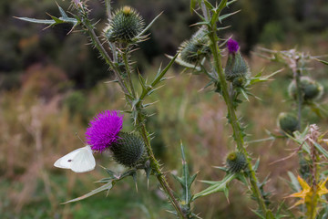 cabbage butterfly on a flower