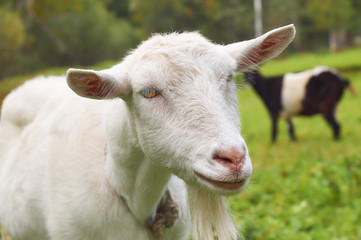 White goat