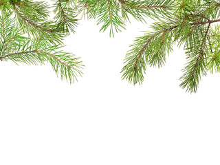 Obraz premium green pine branches on white