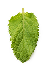 fresh mint leaves isolated on white background
