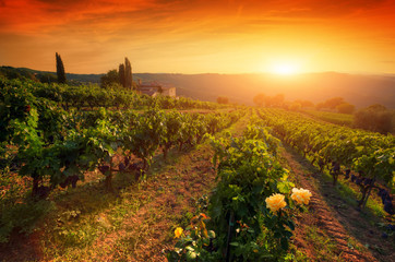 Ripe wine grapes on vines in Tuscany, Italy. Wine farm, sunset warm light