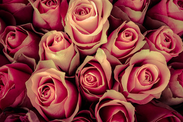 Natural background of fresh roses. Soft focus. Toned