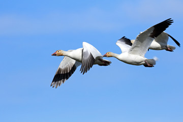 Fototapeta na wymiar Snow Geese Flying Formation - Migration
