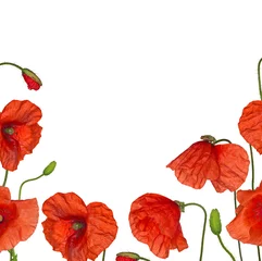 Poster de jardin Coquelicots demi-cadre de fleurs de pavot rouge isolated on white