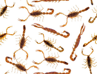 brown scorpions seamless background