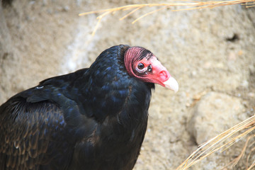 Closeup of a turkey vulture