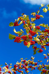 the cranberry branch