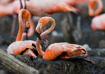 Caribbean flamingo on a nest with chicks. Cuba. An excellent illustration.