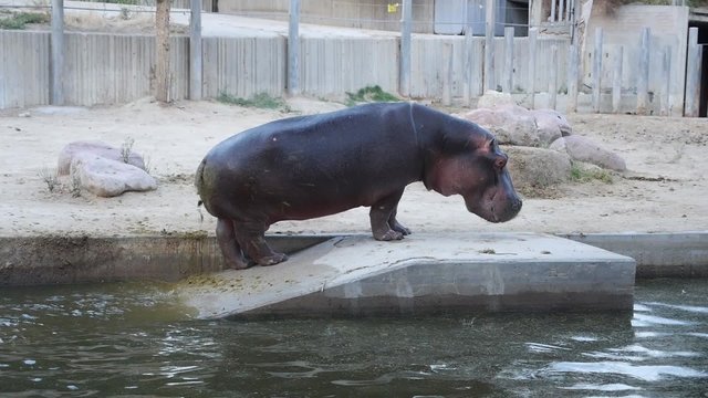 hipopótamo cagando