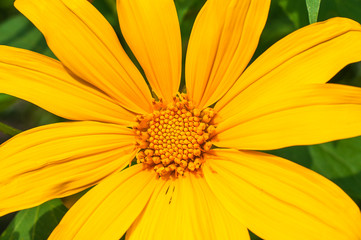 Mexican sunflower