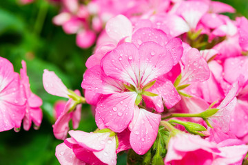 Dew drops on pink flower