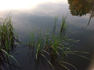 пруд. отражение © soniaforyou