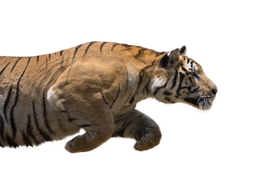 Male wild tiger charging against white background