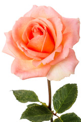 Pale pink rose  isolated on a white