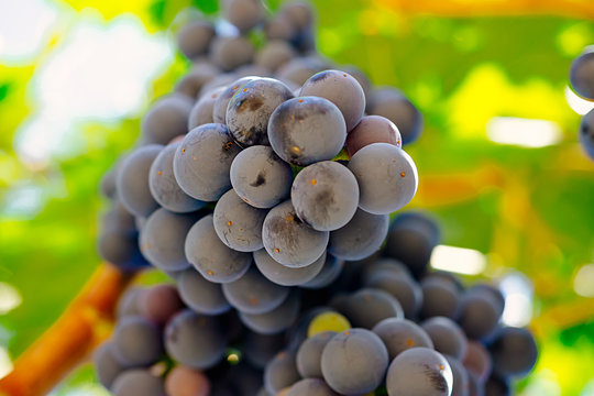 Red grapes on the vine. Tinta de Toro grape. View from below