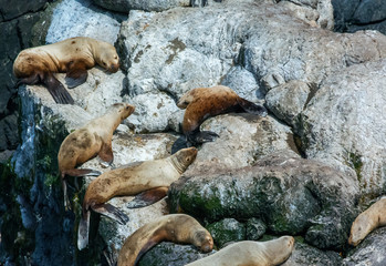 Sunning sealions on white rocks