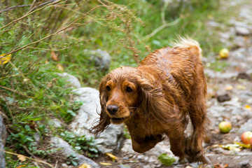 Obraz premium English Cocker Spaniel