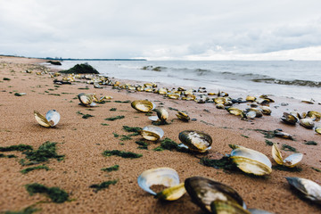 shells on the shore of the Gulf of Finland