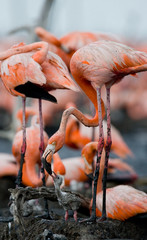 Caribbean flamingo on a nest with chicks. Cuba. An excellent illustration.