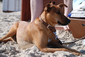 Hund sitzt im sand