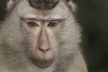 Obraz premium The monkey