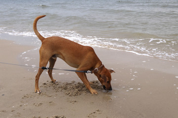 Hund am strand