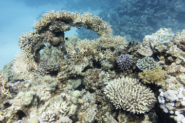 Naklejka na ściany i meble colorful coral reef with hard corals in tropical sea