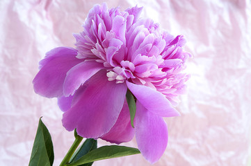 Obraz premium Beautiful peony