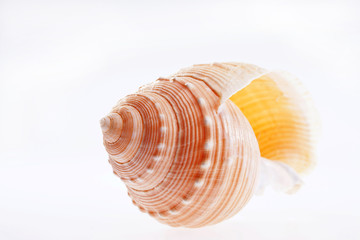 colorful coral reef with hard corals in tropical sea