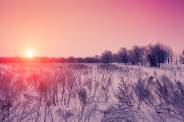 Beautiful winter pink sunset over snowy field