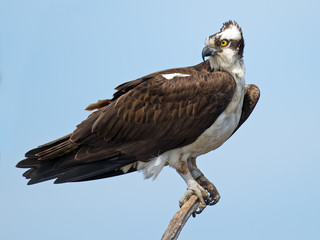 Osprey in a tree
