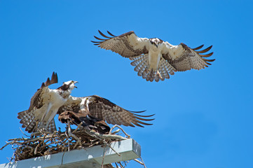Osprey intruder