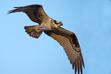 Osprey in Flight