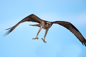 Osprey in Flight