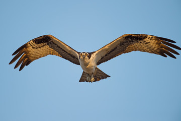 Osprey in Flight