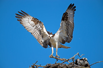 Osprey bringing sticks into nest.