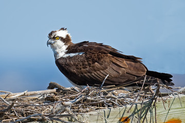 Osprey sitting in nest