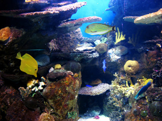 Naklejka na ściany i meble Colorful and vibrant aquarium life