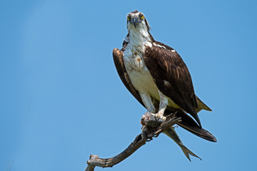 Osprey in a tree eating Fish