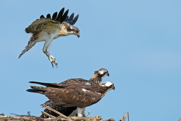 Osprey intruder