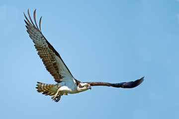 Osprey in Flight
