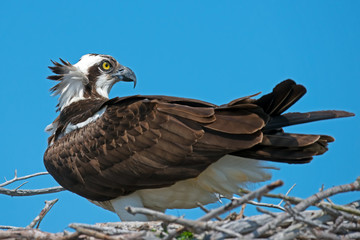 Osprey sitting in nest