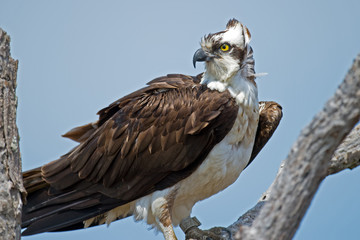 Osprey in a tree