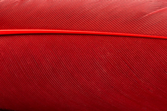 Red feather close up