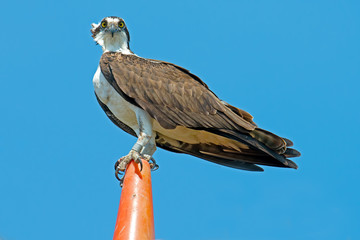 Osprey standing on traffic cone.