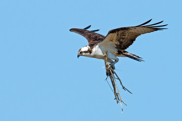 Obraz premium Osprey bringing sticks into nest.