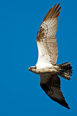 Osprey in Flight