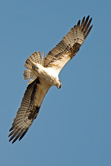 Osprey in Flight