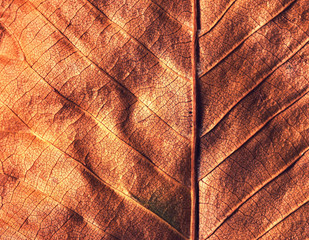 fall texture leave detail