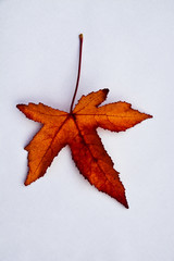 A lot of colorful autumn leaves in the fall with a wooden grey white background with empty copy space